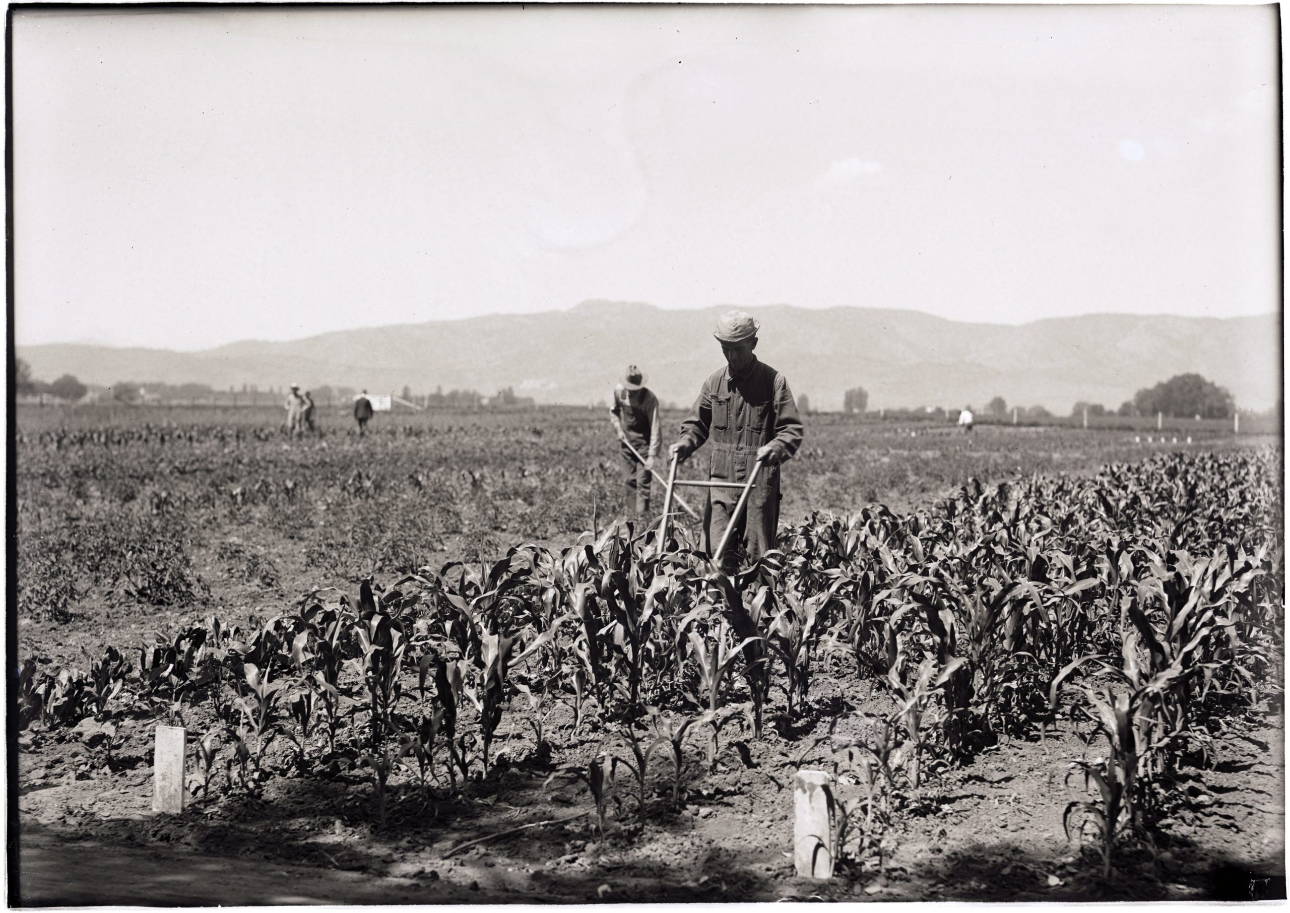 1942 Cultivation of War Crops